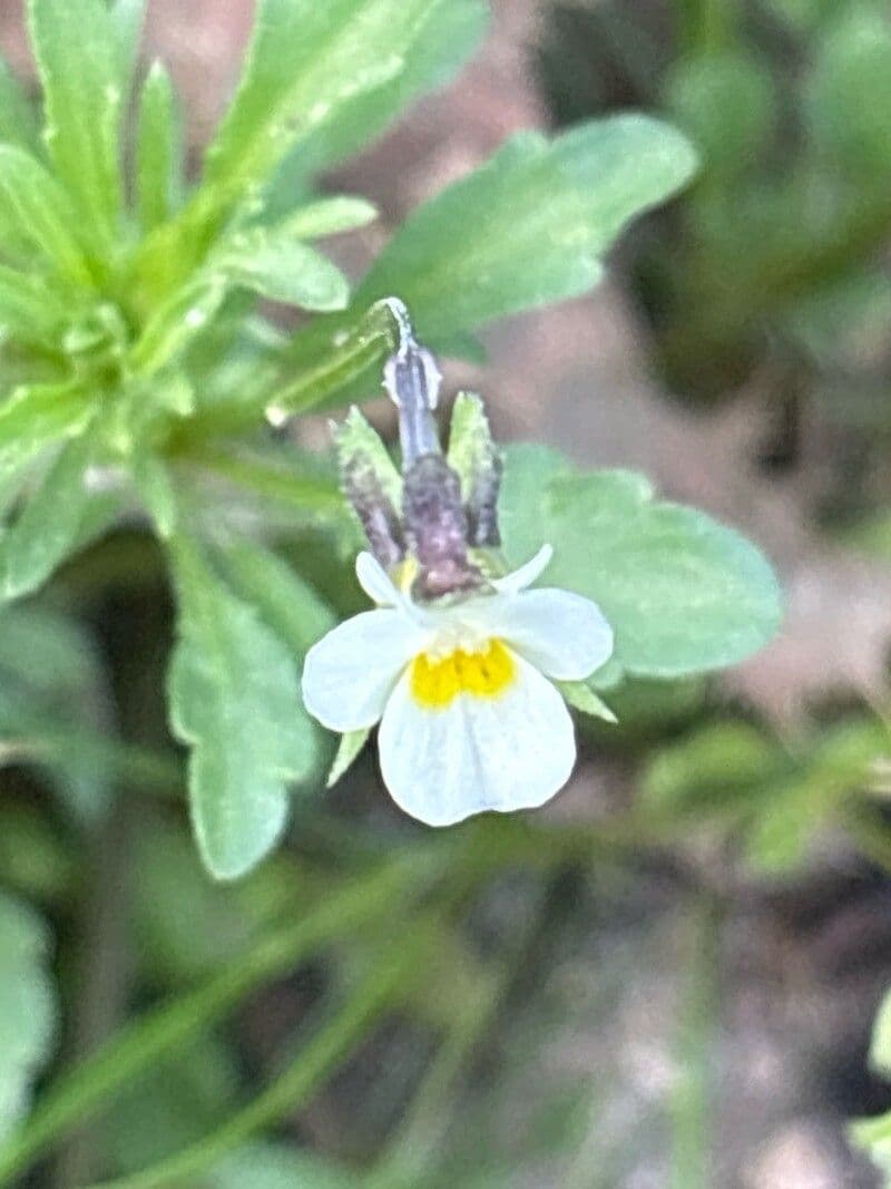 Viola kitaibeliana