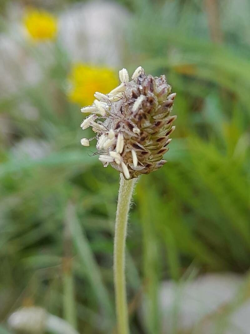 Plantago ovata