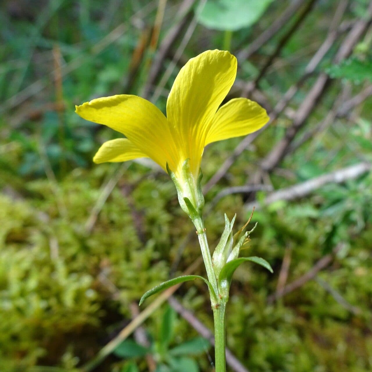 Linum campanulatum