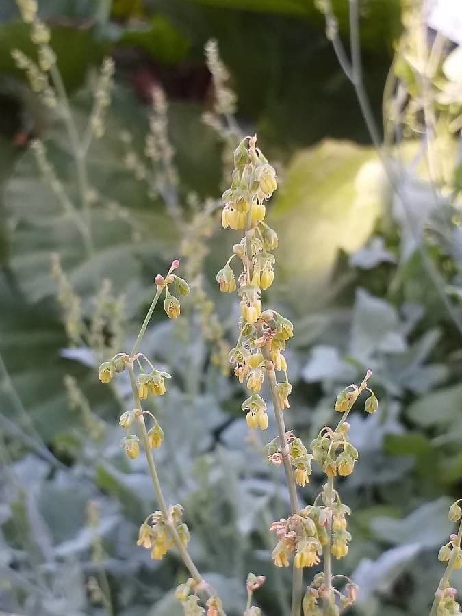 Rumex scutatus