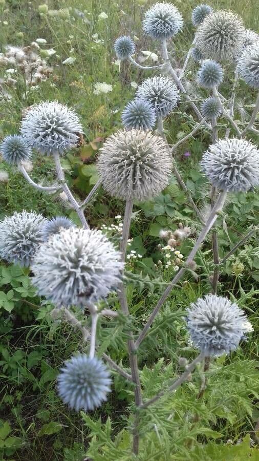 Echinops sphaerocephalus