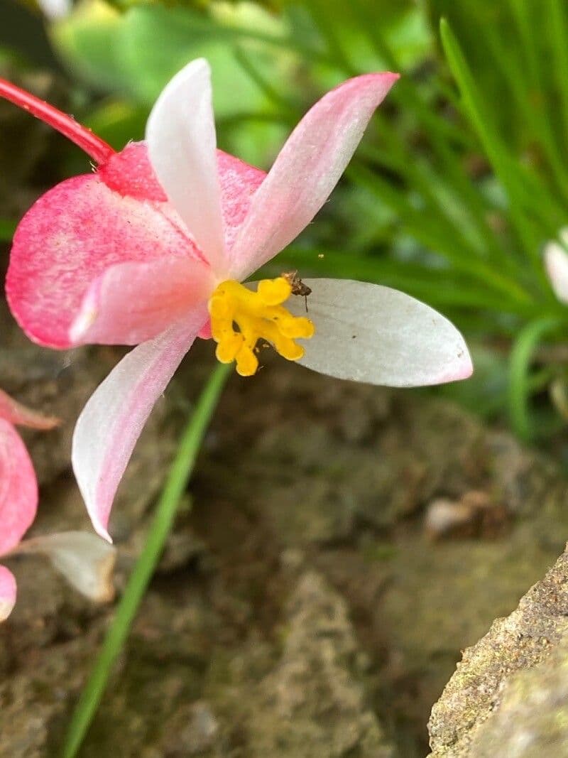 Begonia acutifolia