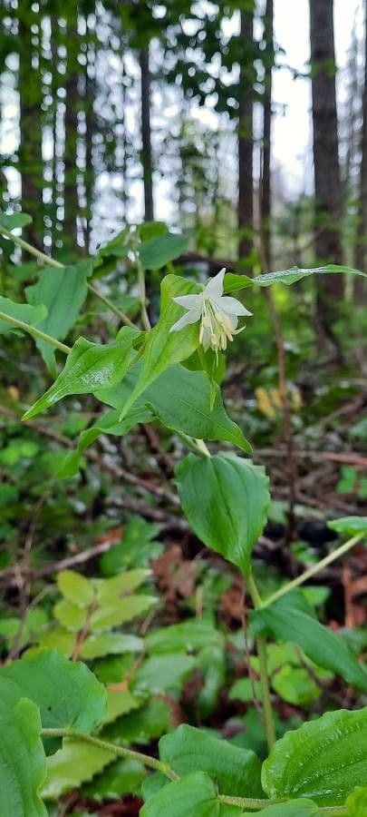 Prosartes hookeri