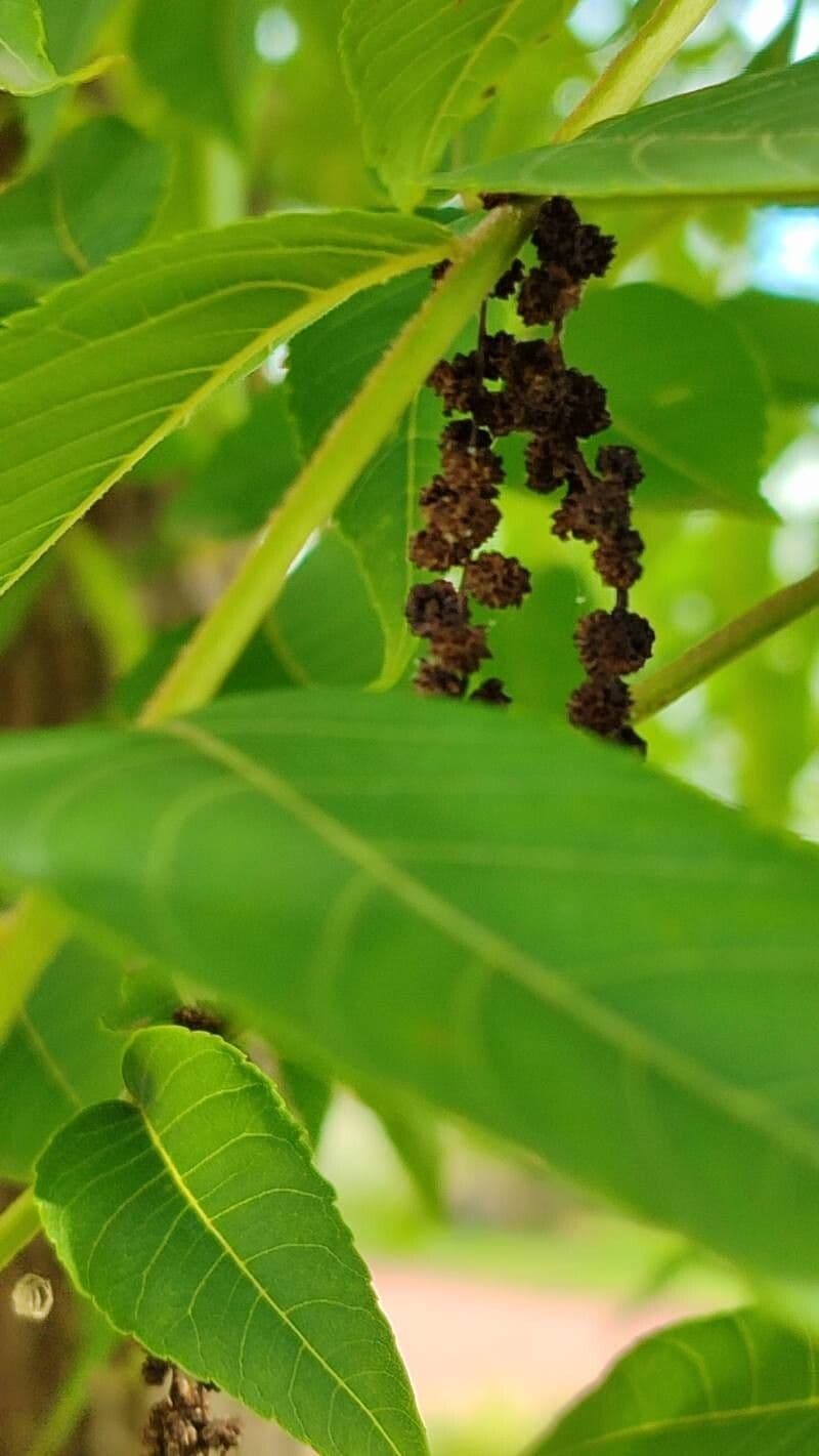 Juglans nigra