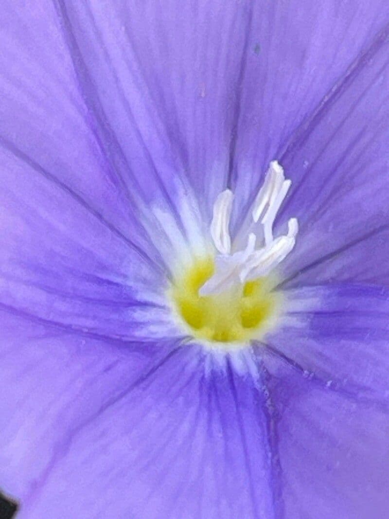 Convolvulus sabatius