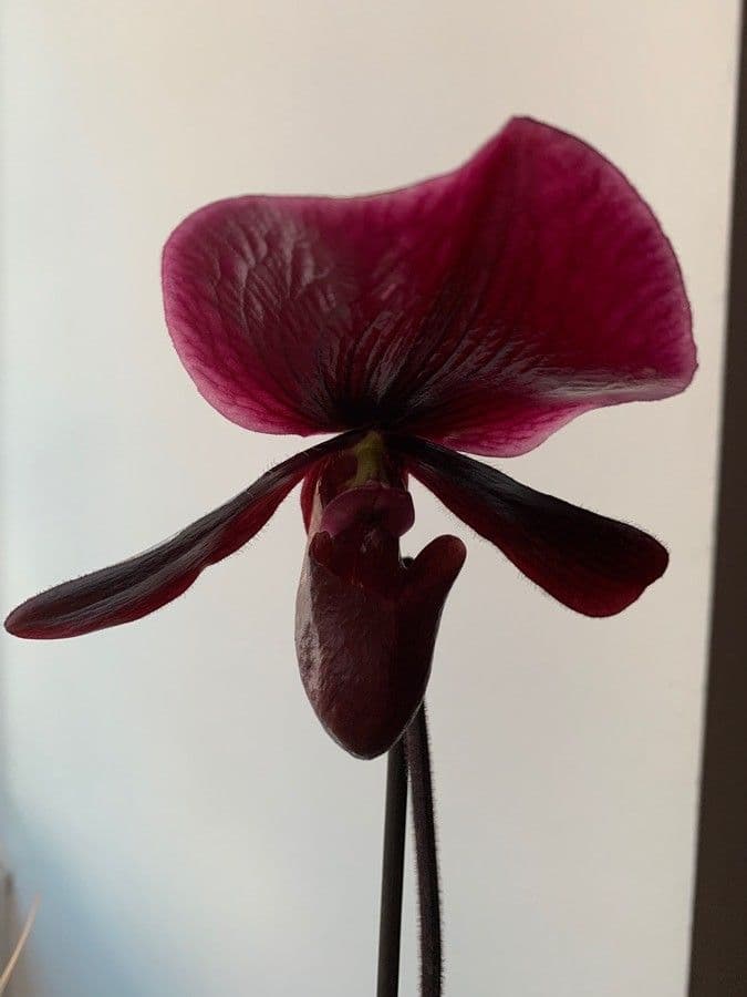 Paphiopedilum charlesworthii