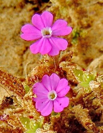 Silene littorea