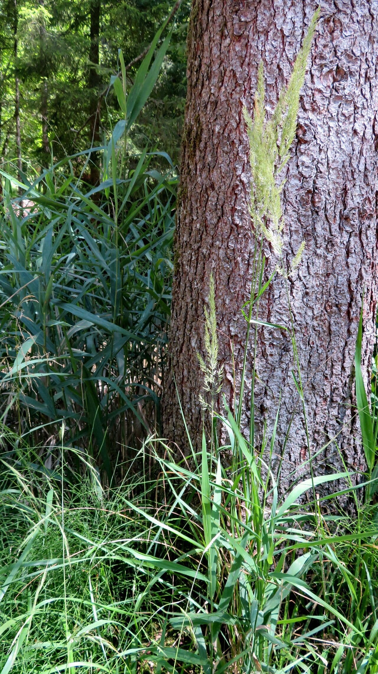 Calamagrostis epigejos