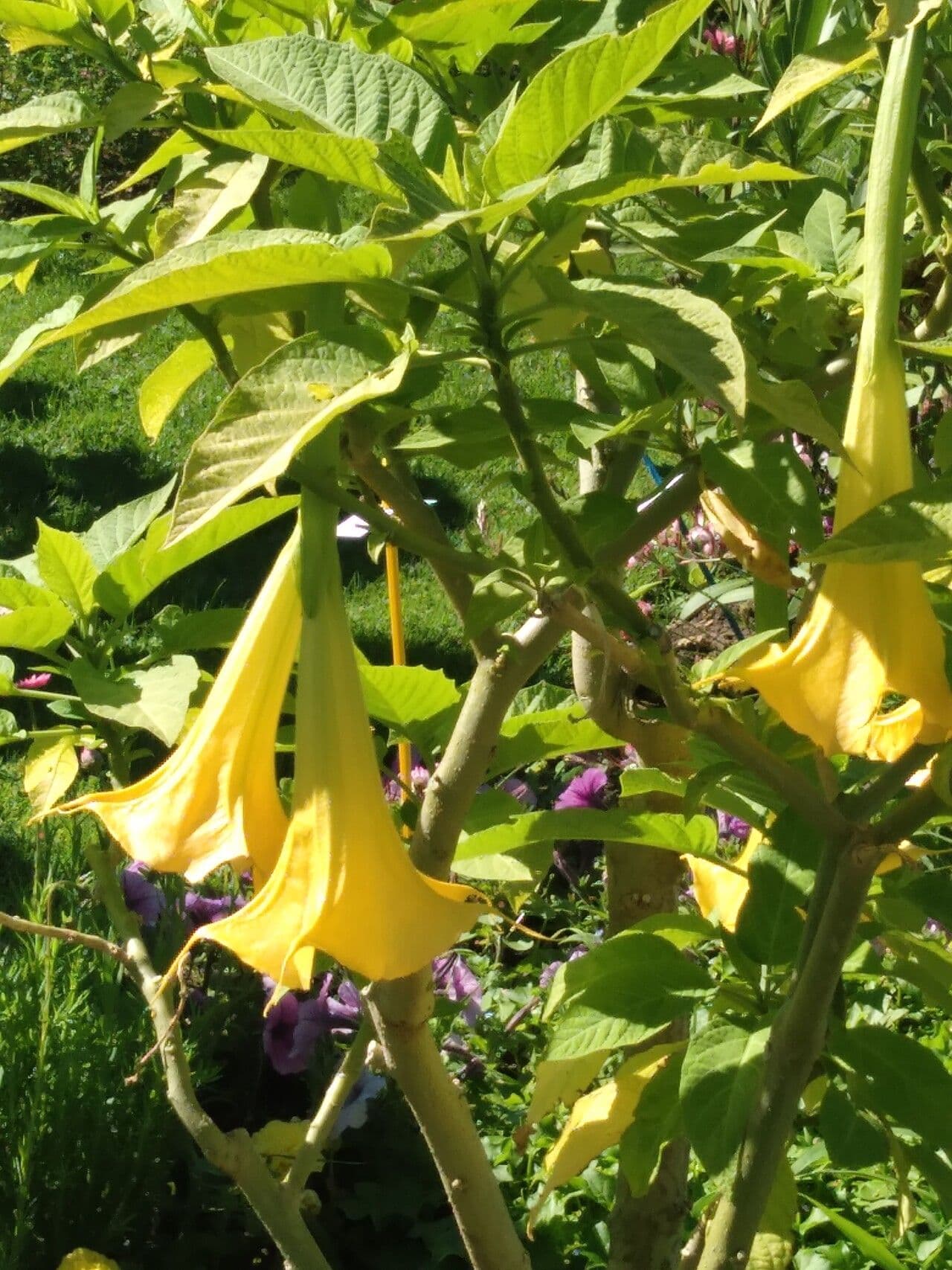 Brugmansia arborea