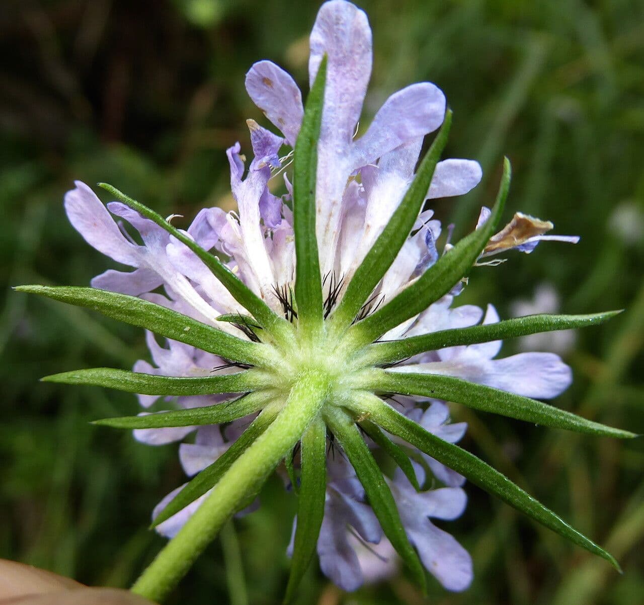 Scabiosa columbaria