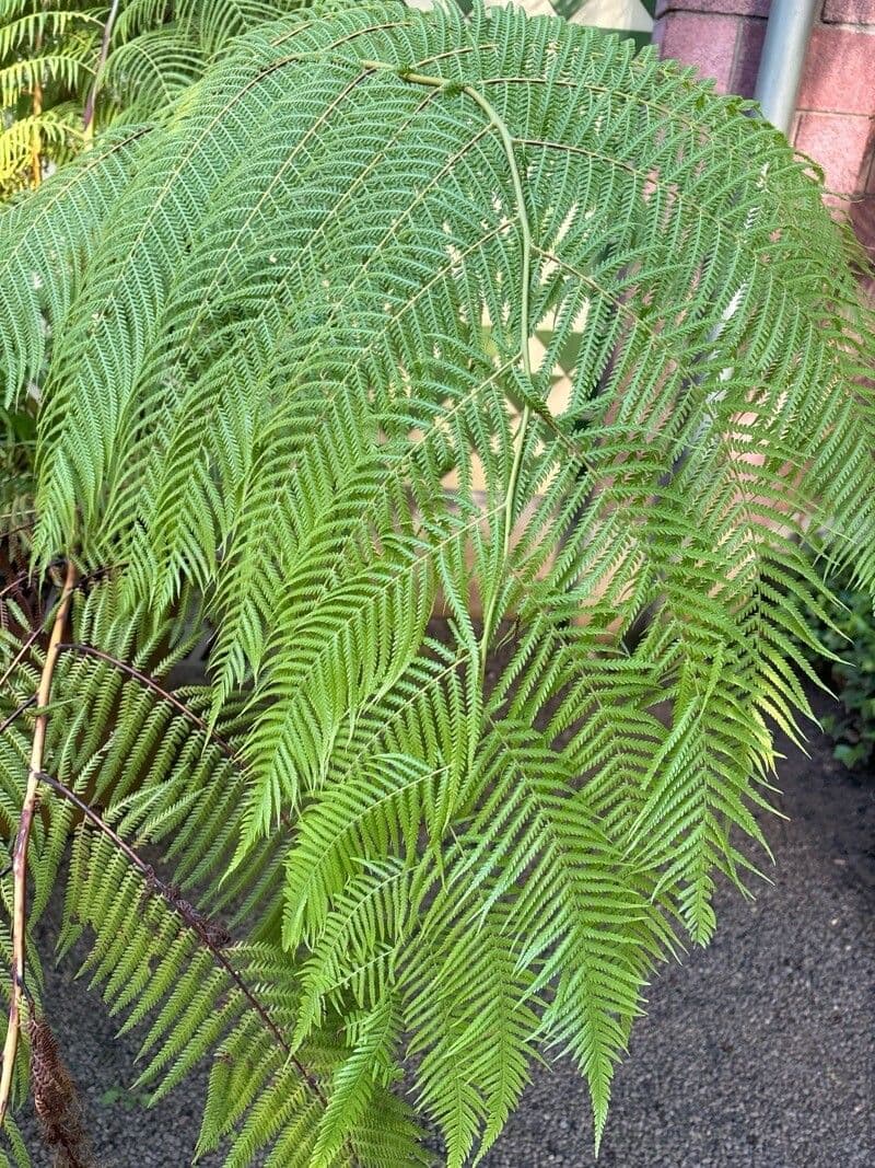 Dicksonia antarctica