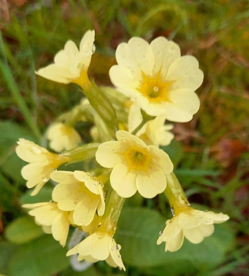 Primula elatior