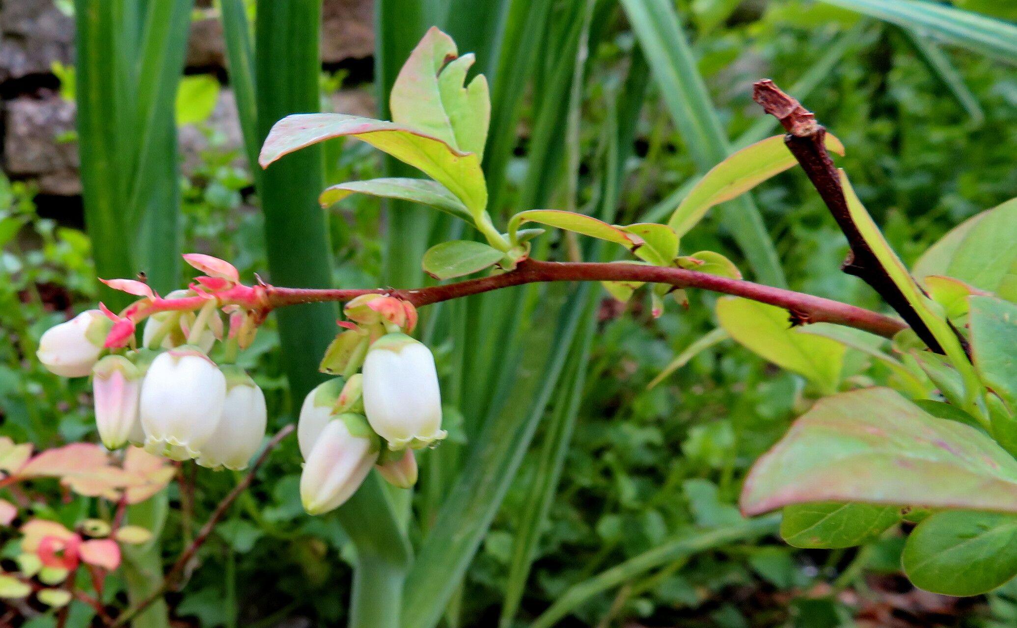 Vaccinium corymbosum