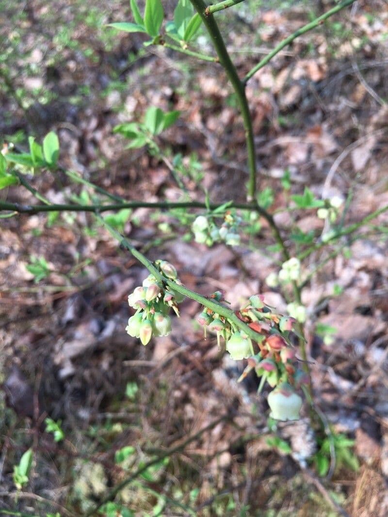 Vaccinium pallidum