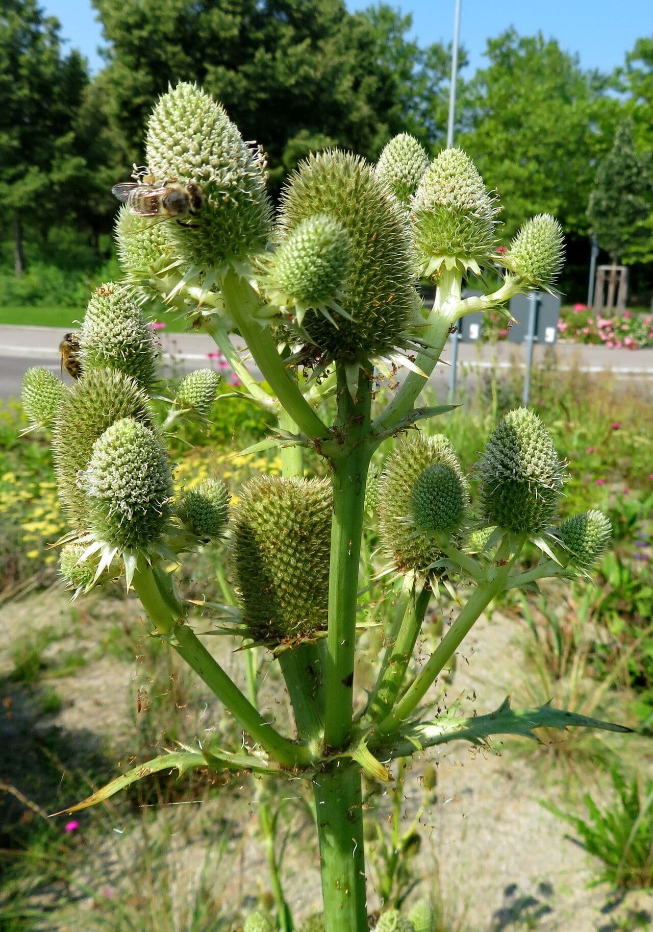 Eryngium agavifolium