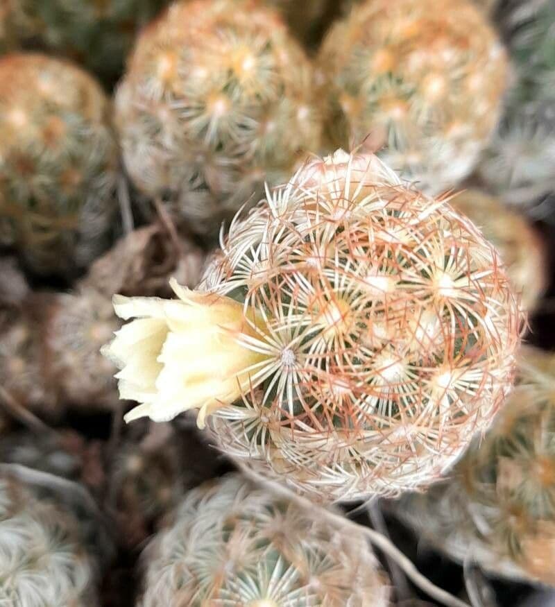 Mammillaria elongata