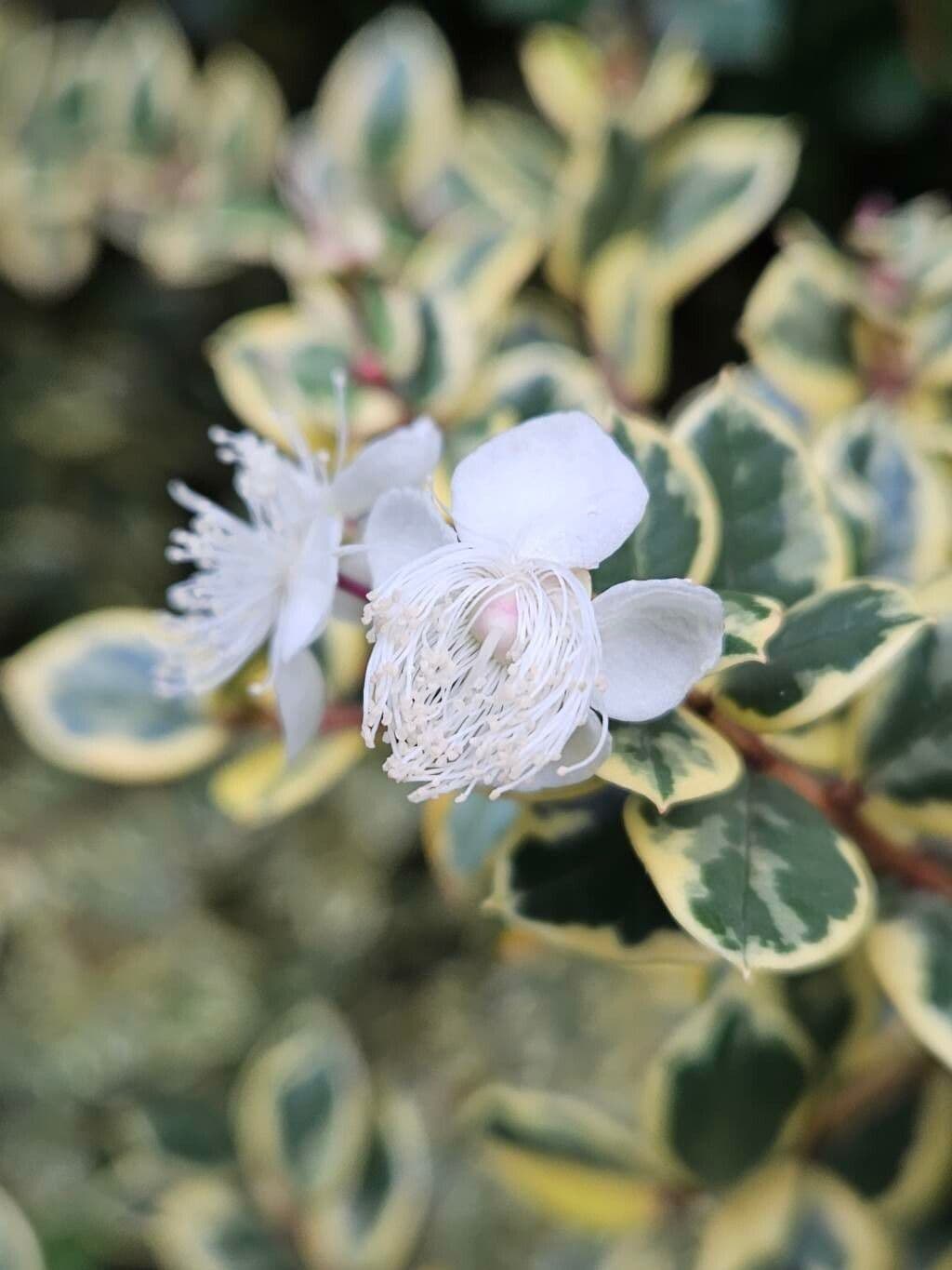 Luma apiculata