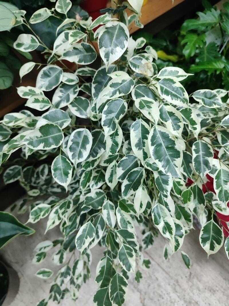 Ficus retusa