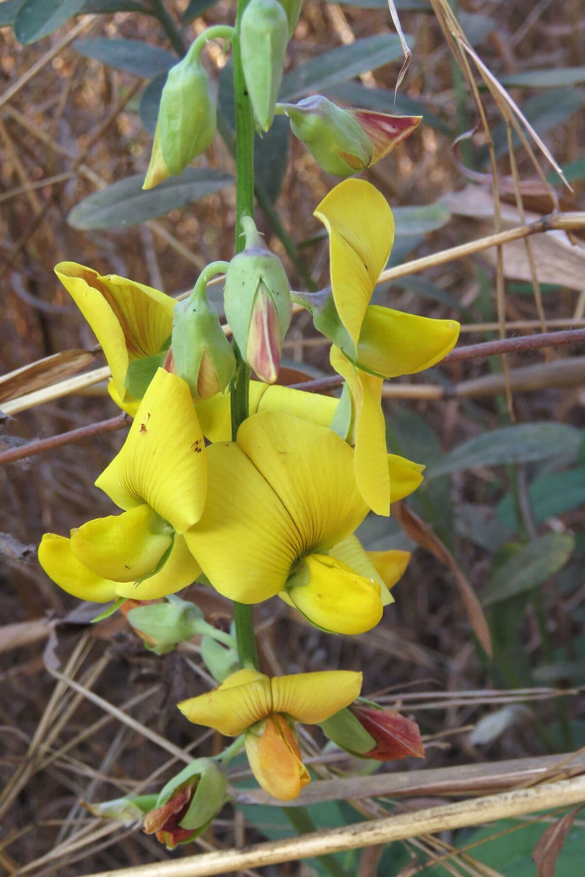 Crotalaria retusa