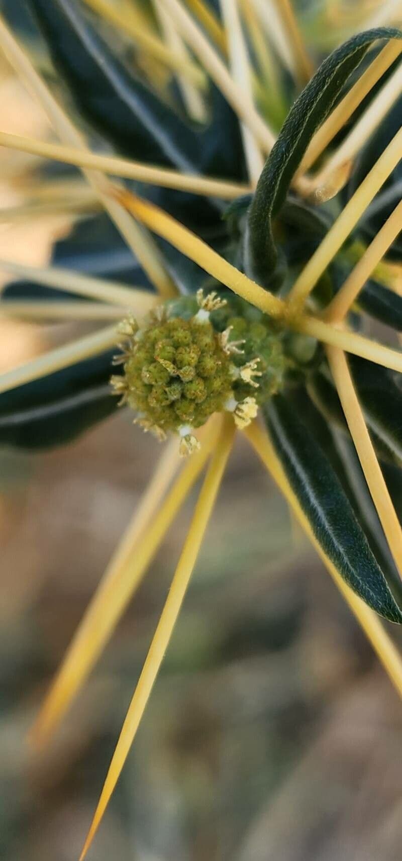 Xanthium spinosum