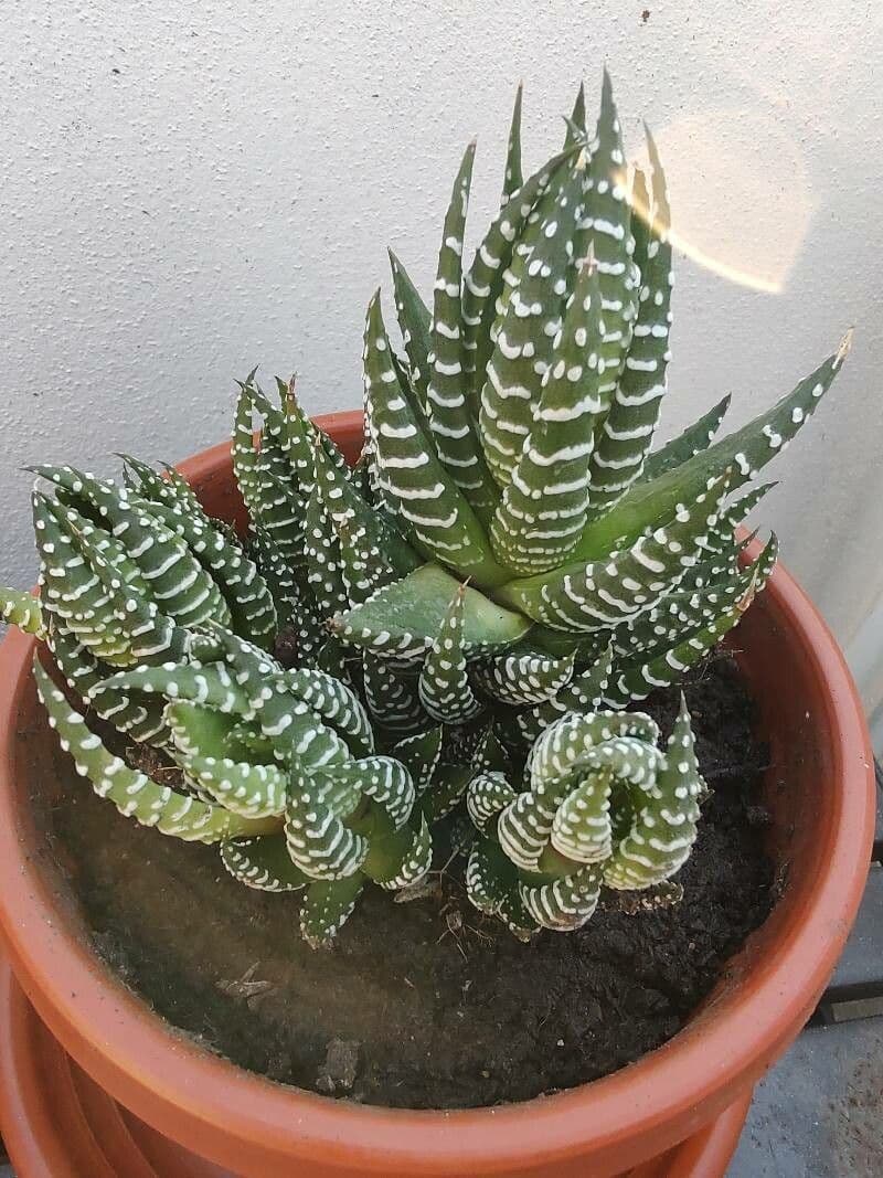 Haworthiopsis reinwardtii