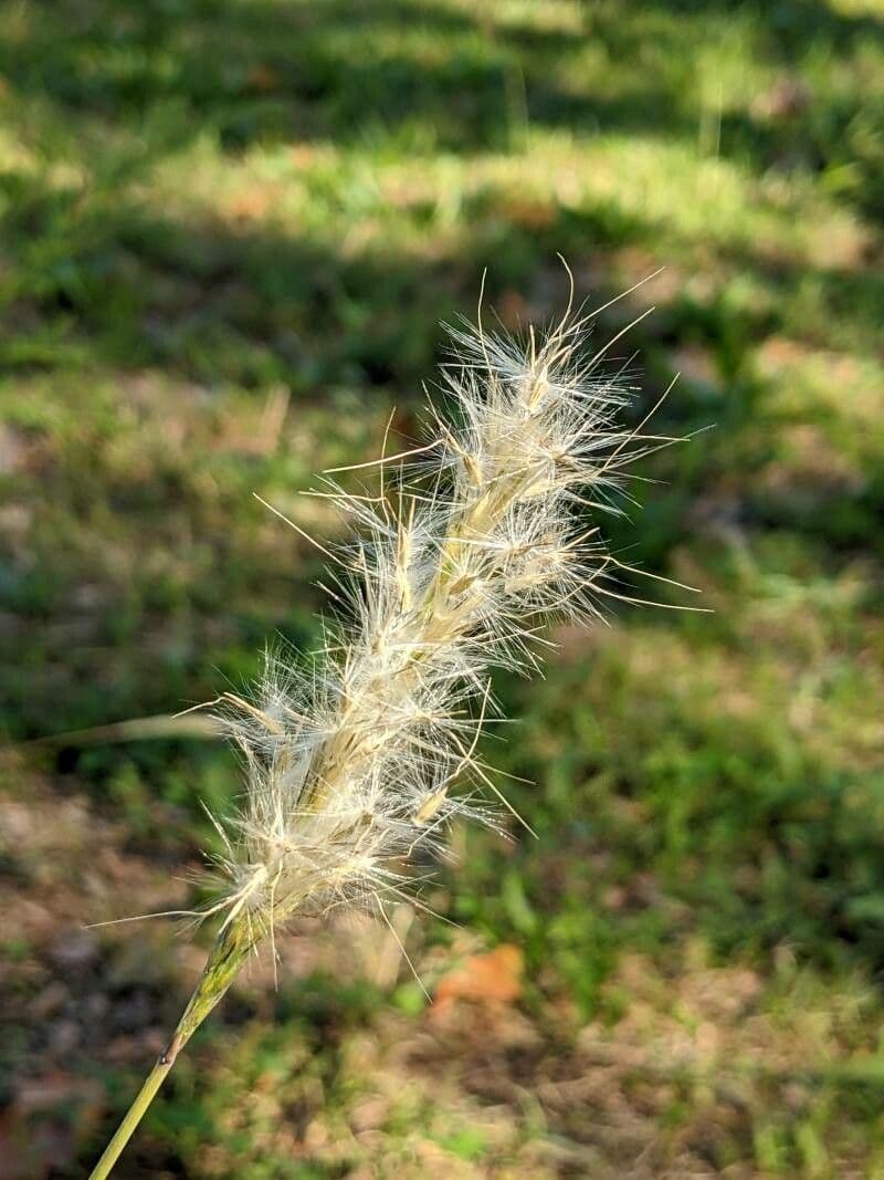 Bothriochloa barbinodis