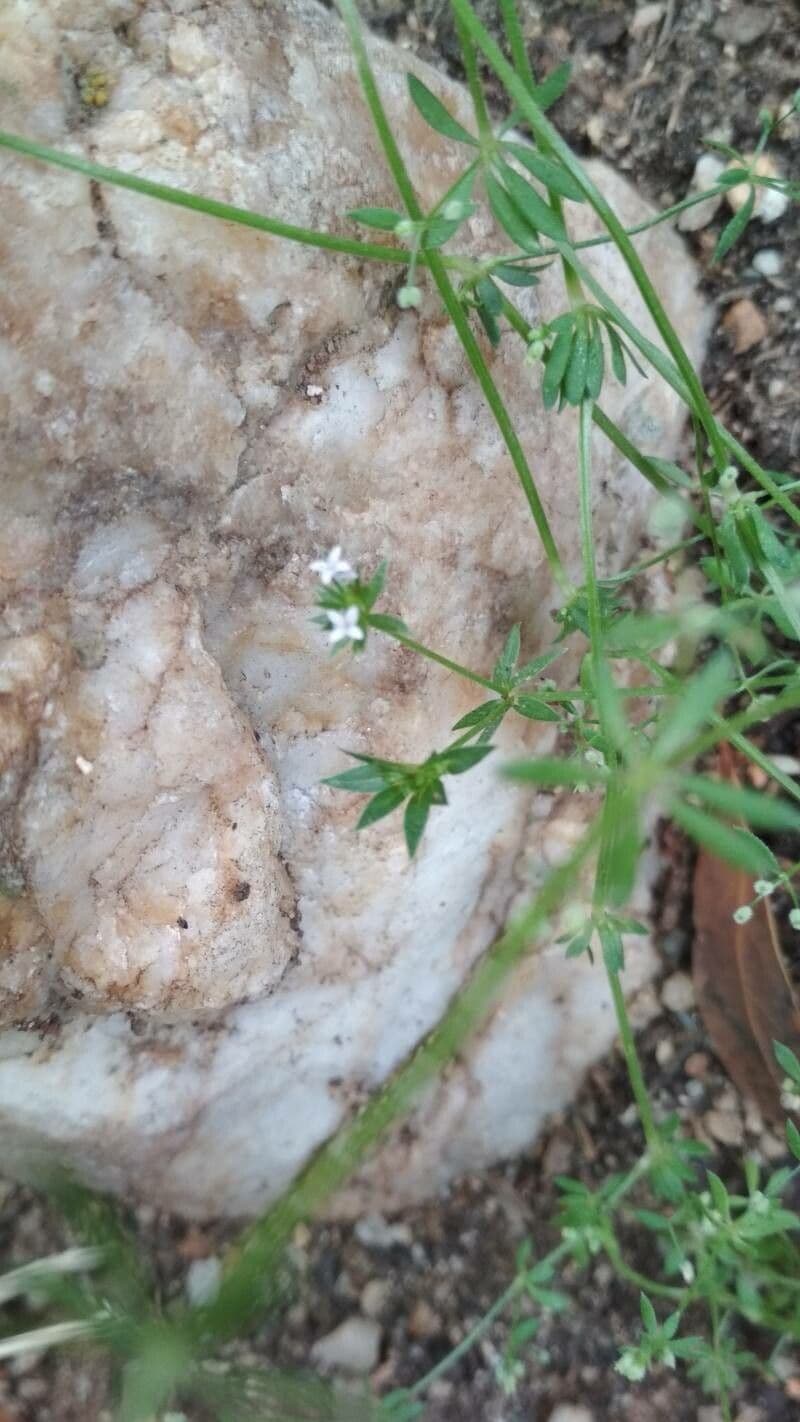 Galium debile