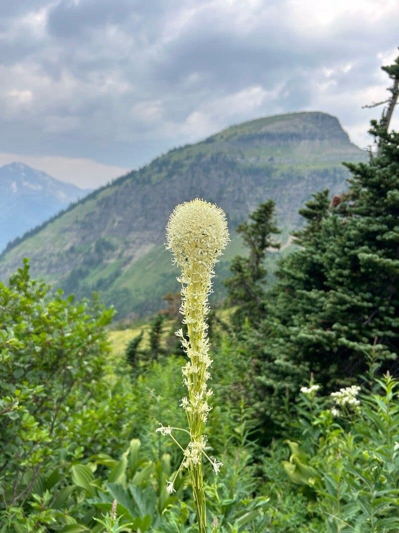 Xerophyllum tenax