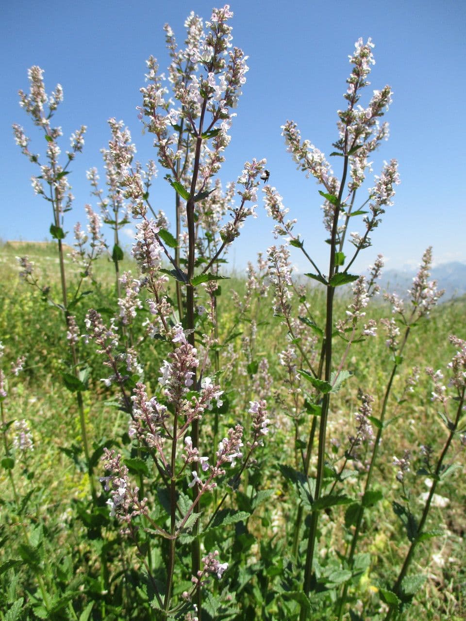 Nepeta nuda