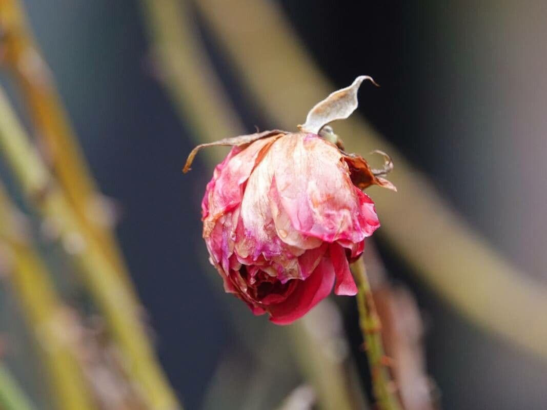 Rosa gallica