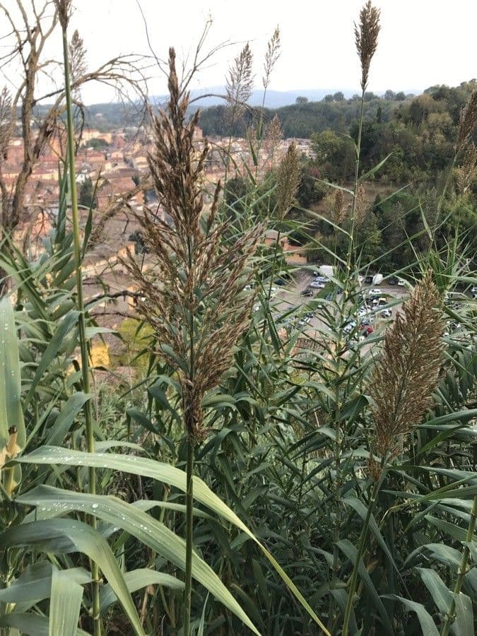 Arundo donax