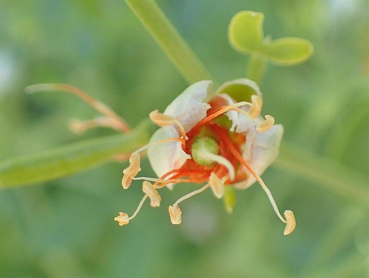 Zygophyllum fabago