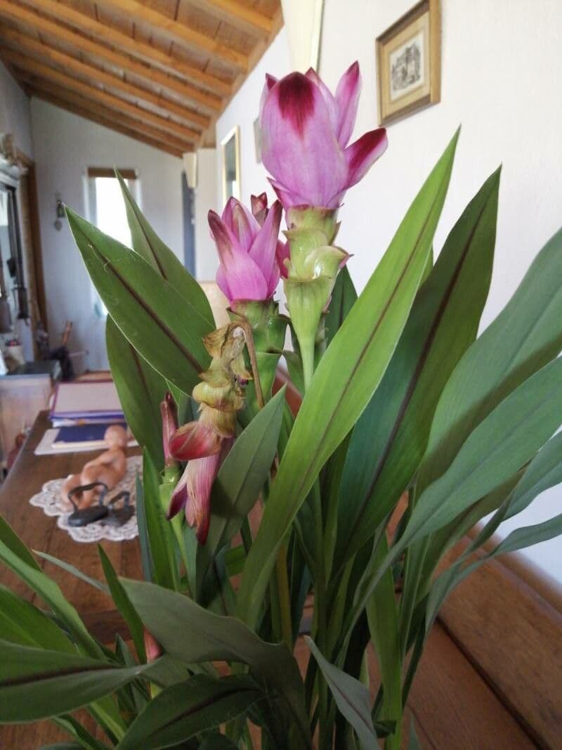 How To Grow Curcuma zedoaria | EarthOne