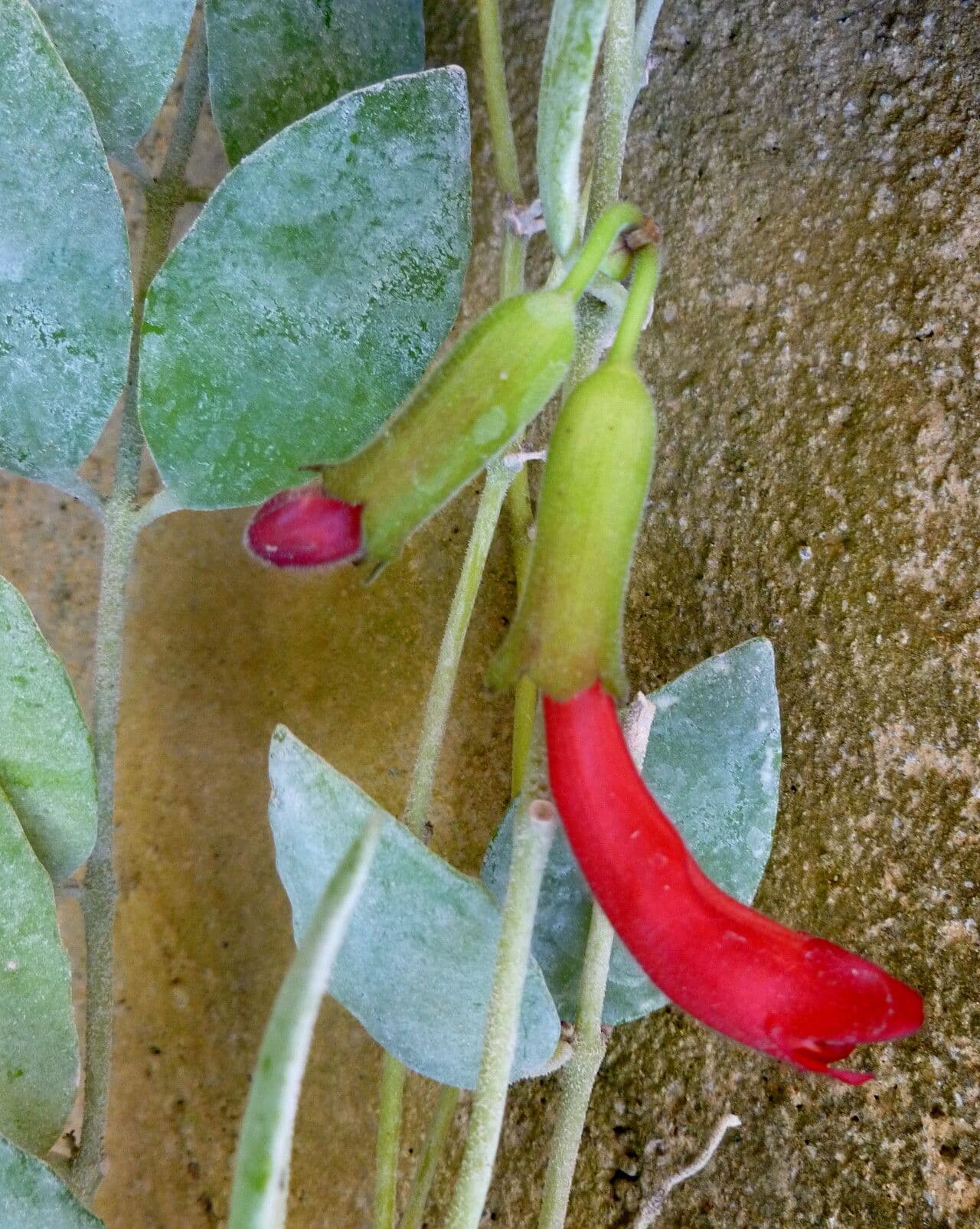 Aeschynanthus radicans