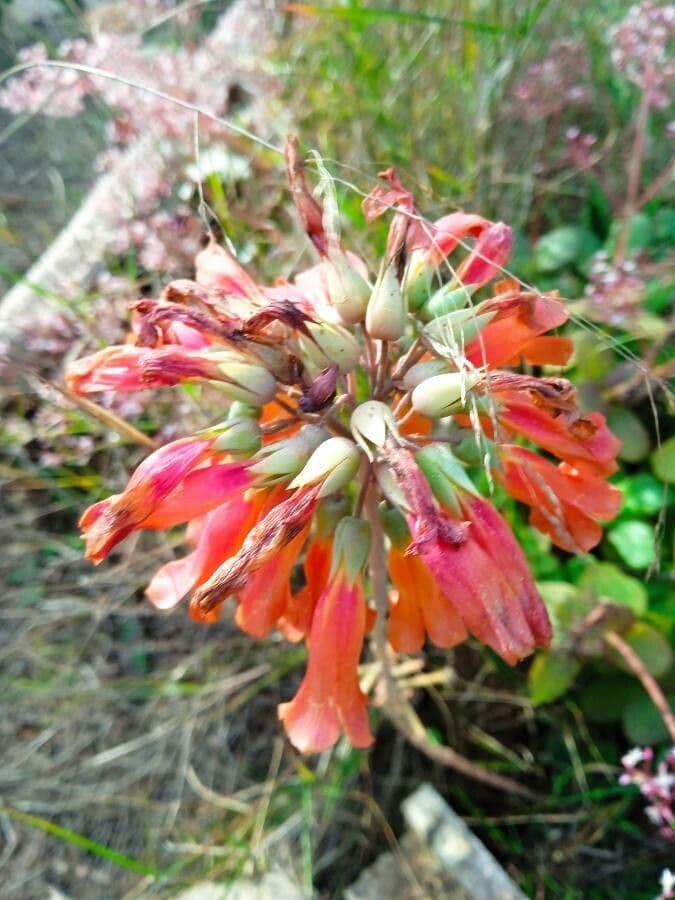 Kalanchoe delagoensis