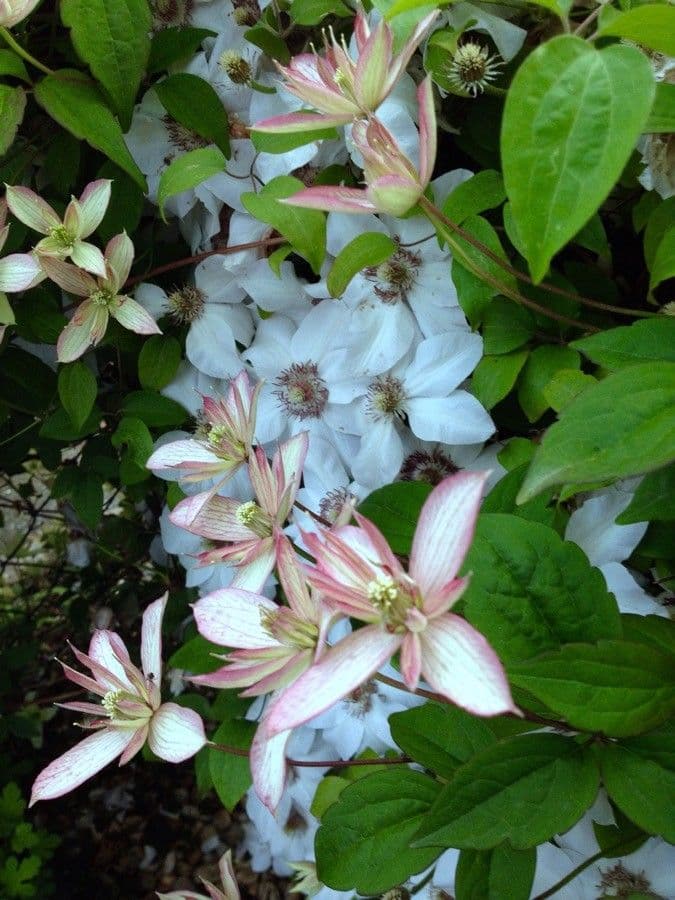 Clematis montana