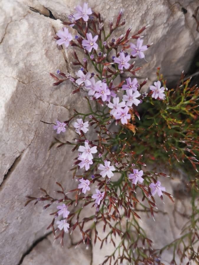 Limonium bellidifolium