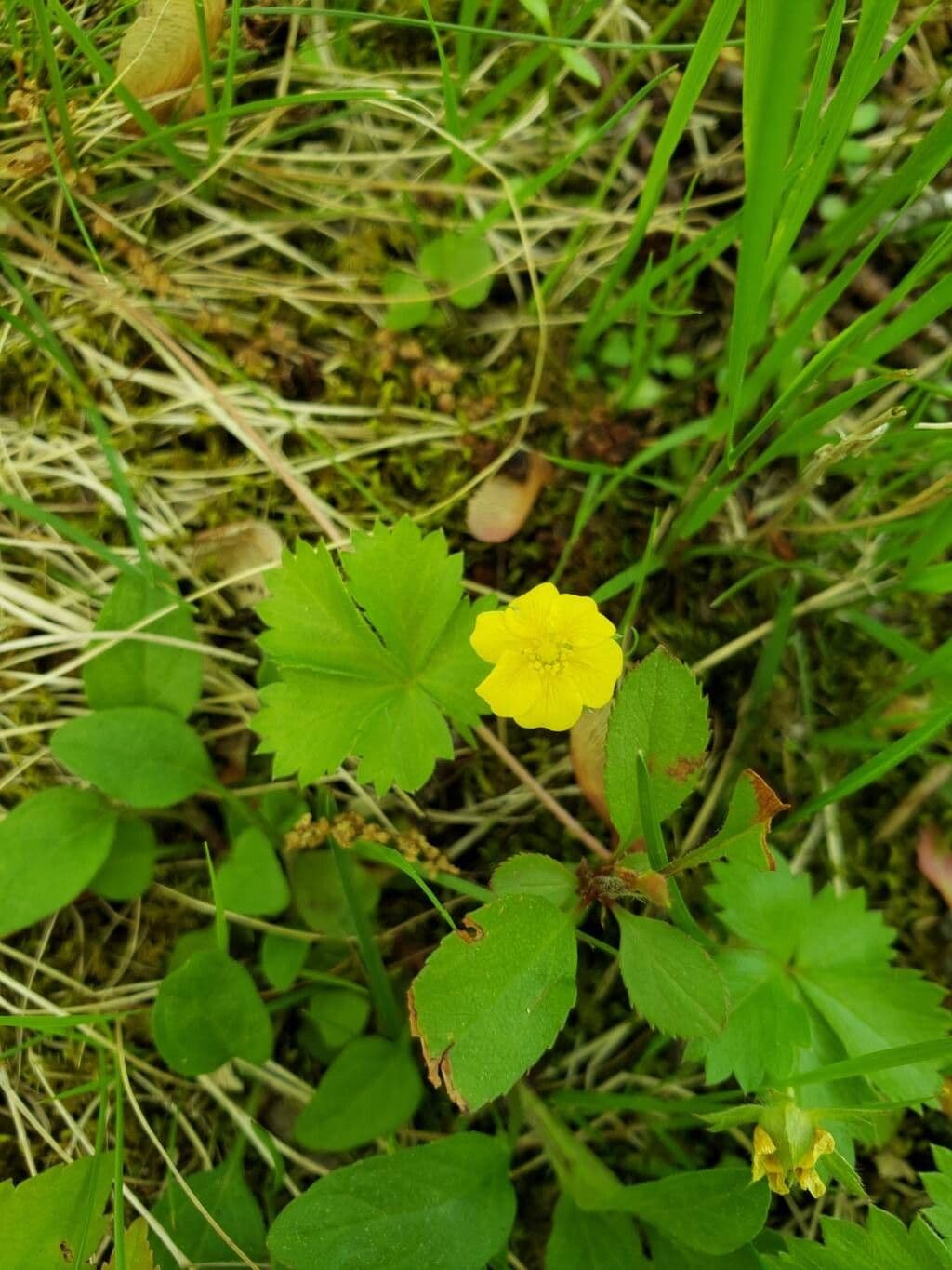 Potentilla simplex