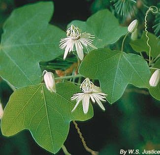 Passiflora lutea
