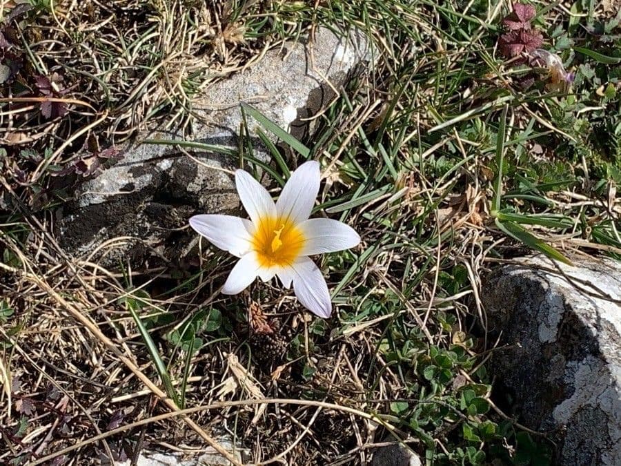 Romulea arnaudii
