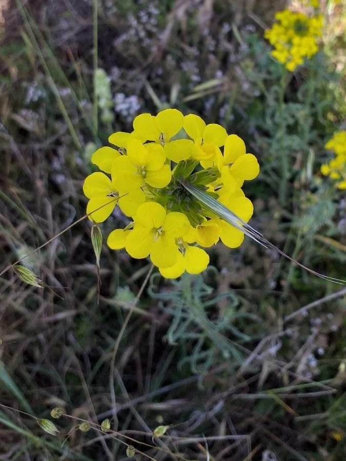 Erysimum odoratum