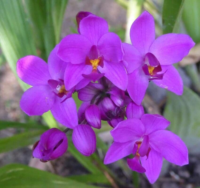 Spathoglottis unguiculata