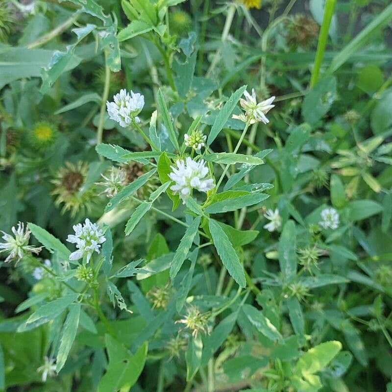 Trigonella caerulea