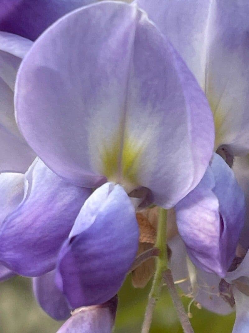 Wisteria floribunda