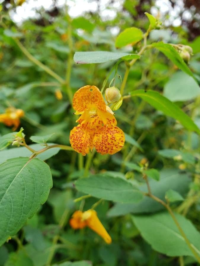 Impatiens capensis