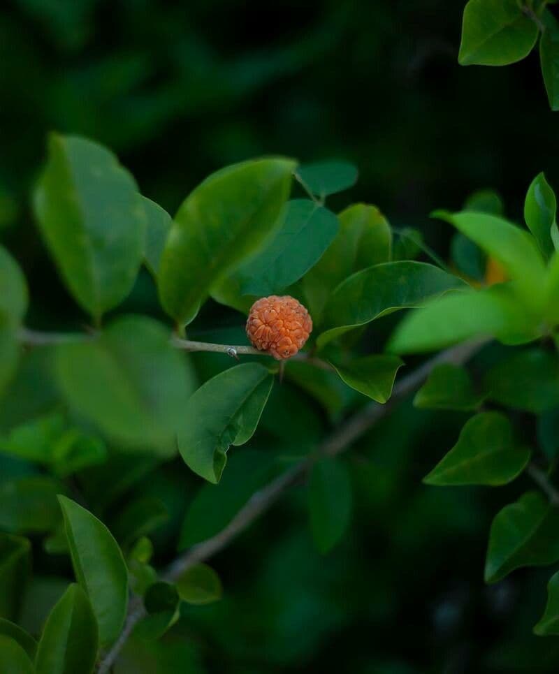 Maclura cochinchinensis