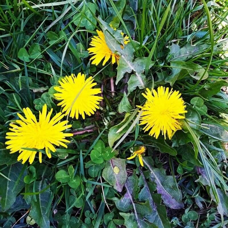 Taraxacum mattmarkense