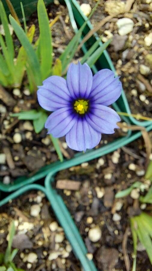 Sisyrinchium montanum