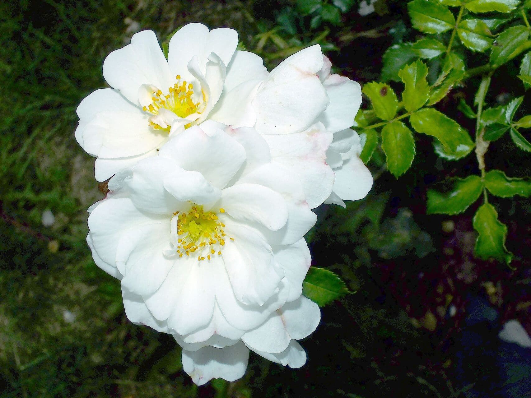 Rosa moschata