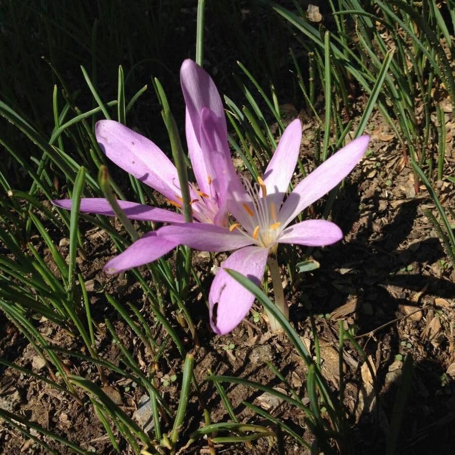 Colchicum bulbocodium